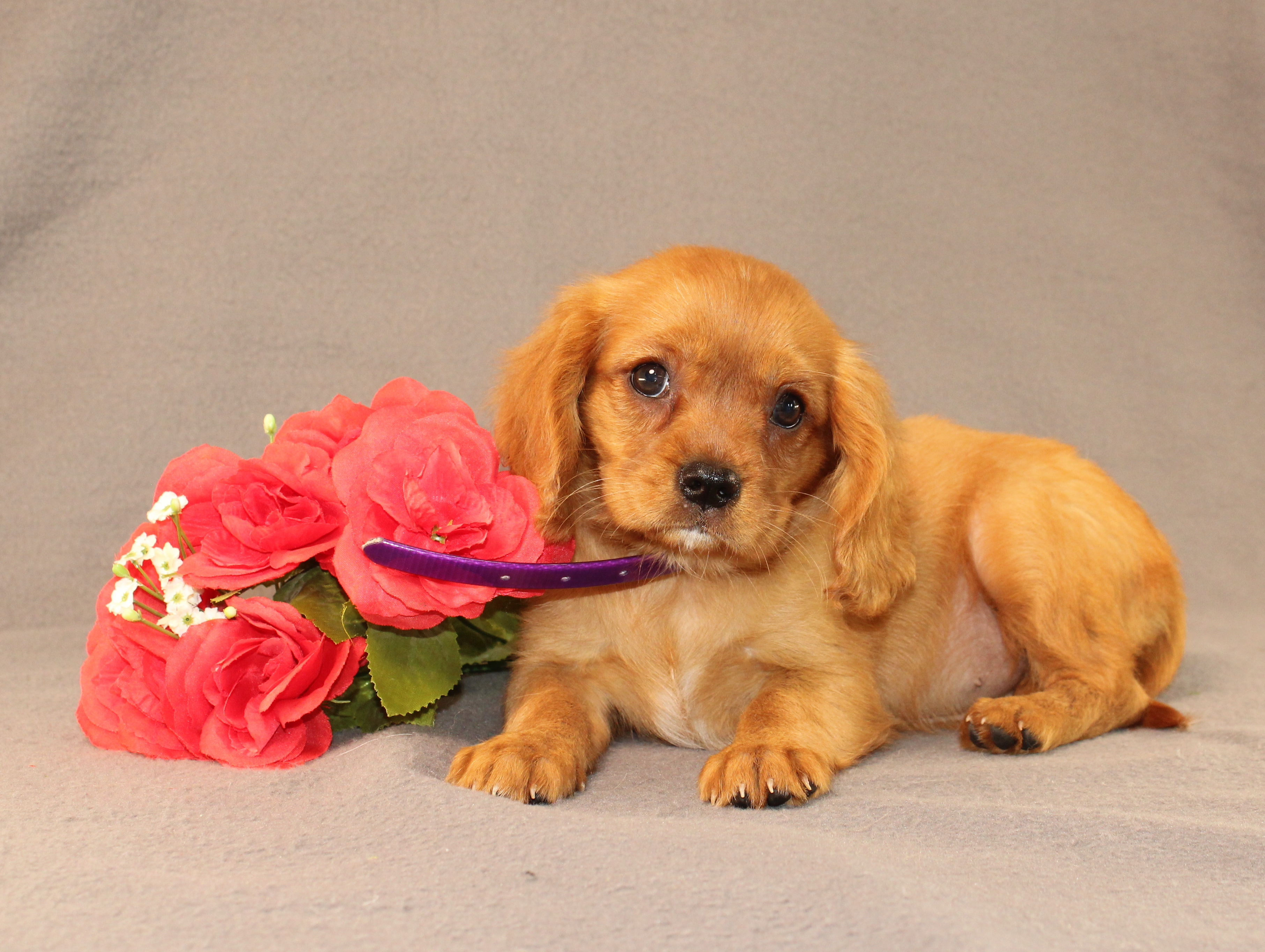 puppy, for, sale, Miniature Golden Retriever, Ivan J. Stoltzfus, dog, breeder, Dornsife, PA, dog-breeder, puppy-for-sale, forsale, nearby, find, puppyfind, locator, puppylocator, aca